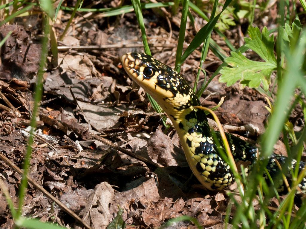 hierophis viridiflavus